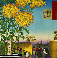 谷中団子坂菊(部分)